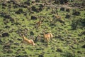 Female cheetah chases female impalas over rocks