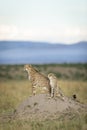 Female cheetah and her cub sitting on a termite mound looking alert in Masai Mara in Kenya Royalty Free Stock Photo