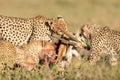 Female Cheetah with her 3 sub adult cubs, feeding on a Thompson' Gazelle