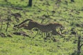 Female cheetah jumps over rocks on slope