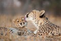 Female cheetah licking her baby cheetah`s cheek in Kruger Park South Africa Royalty Free Stock Photo