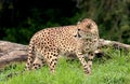 Female Cheetah