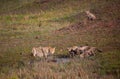 Female Cheetah mother with four little cubs in Masai Mara, Kenya, Africa Royalty Free Stock Photo