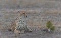 Female cheetah seen in Sabie sands Royalty Free Stock Photo