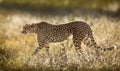 Female Cheetah in the Serengeti National Park in Tanzania