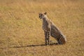 Female cheetah sits in grass casting shadow