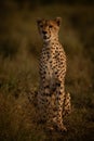 Female cheetah sits in grass with catchlight Royalty Free Stock Photo