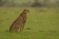 Female cheetah sits on grass in rain