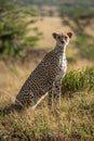 Female cheetah sits in grass watching camera