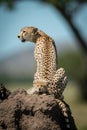 Female cheetah sits on mound with cub Royalty Free Stock Photo
