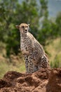 Female cheetah sits on sunny termite mound