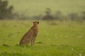 Female cheetah sitting on grass facing away Royalty Free Stock Photo