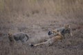 Female cheetah with two cubs playing around her in savannah gras Royalty Free Stock Photo