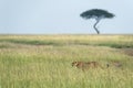 Female cheetah walking in a grassland of Masai Mara, Kenya Royalty Free Stock Photo