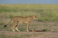 Female cheetah walking in a grassland of Masai Mara, Kenya Royalty Free Stock Photo