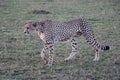Female cheetah in the wild maasai mara