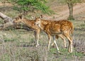 Female cheetal, spotted deer in the forest of Ranthambhore