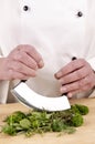 Female chef cuts fresh herbs with a herb chopper Royalty Free Stock Photo