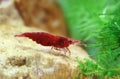 Female cherry shrimp Royalty Free Stock Photo