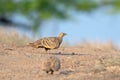 Female Chestnut-bellied sandgrouse