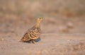 Female Chestnut-bellied sandgrouse