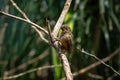 Female Chestnut-bellied Seed Finch