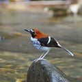 Female Chestnut-naped Forktail