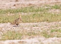 A female Chestnut Sand Grouse looking high