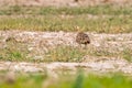 A female Chestnut Sand grouse shouldered shot