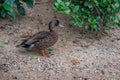 Female Chestnut Teal