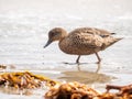 Female Chestnut Teal duck (Anas castanea), Tasmania, Australia