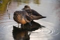 Female chestnut teal ducks