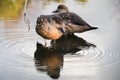 Female chestnut teal ducks