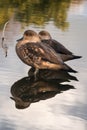 Female chestnut teal ducks