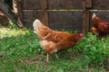 female chicken.