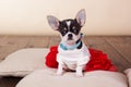 Female chihuahua dog sitting on pillows Royalty Free Stock Photo