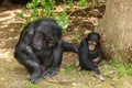 A female chimp pokes her child