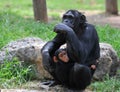 Female chimpanzee with her baby Royalty Free Stock Photo
