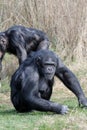 Chimpanzee on grass