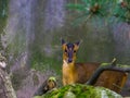 Female chinese muntjac in closeup, Barking deer from asia, Small doe
