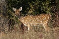 Female chital Axis axis in Bandhavgarh National Park.