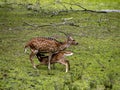 E female Chital, Axis axis, feeds her adult cub
