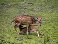 female Chital, Axis axis, feeds her adult cub