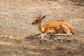 Animal wildlife female chital or cheetal deer