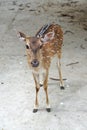 Female chital deer