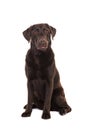 Female chocolate brown labrador retriever dog sitting looking surprised