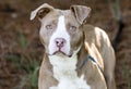 Female chocolate and white American Pitbull Terrier dog outside on leash. Dog rescue pet adoption photography for humane society