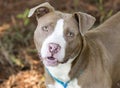 Happy chocolate and white American Pitbull Terrier dog outside on leash. Dog rescue pet adoption photography for humane society