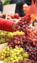 Female choosing the best grape at the green market or farmer`s market.