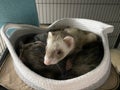 Female Cinnamon Ferret Laying in a Basket